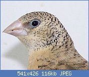 Cliquez sur l'image pour la voir en taille relle

Nom : tte femelle amadina fasciata.JPG
Affichages : 3036
Taille : 115,7 Ko
ID : 74153