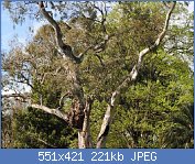 Cliquez sur l'image pour la voir en taille relle

Nom : Eucalyptus camaldulensis ou couvent les Perruches Princesse de Galles.JPG
Affichages : 636
Taille : 221,1 Ko
ID : 74531
