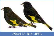 Cliquez sur l'image pour la voir en taille relle

Nom : Tarin noir de Bolivie.jpg
Affichages : 1822
Taille : 7,7 Ko
ID : 73319