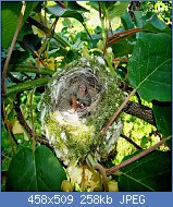 Cliquez sur l'image pour la voir en taille relle

Nom : oisillons de quelques jours (Fringilla coelebs).jpg
Affichages : 580
Taille : 257,6 Ko
ID : 65609