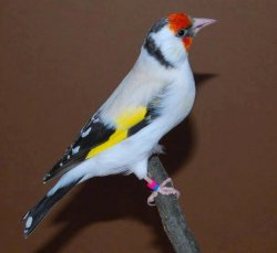 Avatar de Carduelis