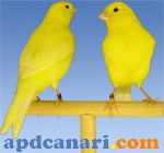 Jaune Apdcanari 3