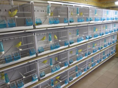 nouvelles_cages_ornibird_10.jpg, avr. 2013 nouvelles_cages_ornibird_10.jpg