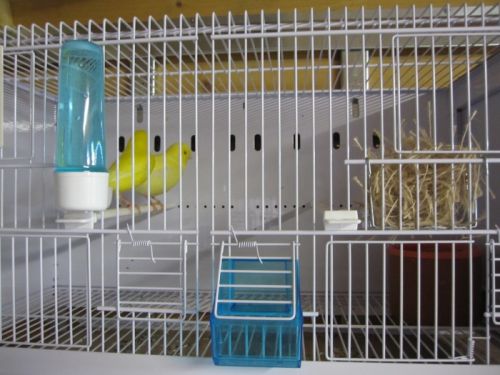 nouvelles_cages_ornibird__018.jpg, avr. 2013 nouvelles_cages_ornibird__018.jpg